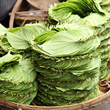 betel leaf