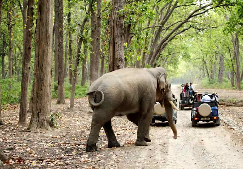 jim corbett