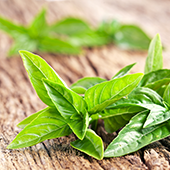basil leaves
