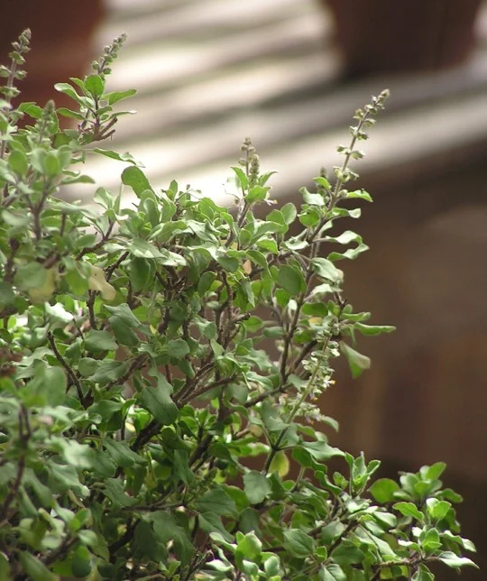 Tulsi plant with green leaves and small flower spikes