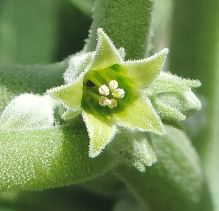 Close-up of a Withania somnifera flower and green plant parts