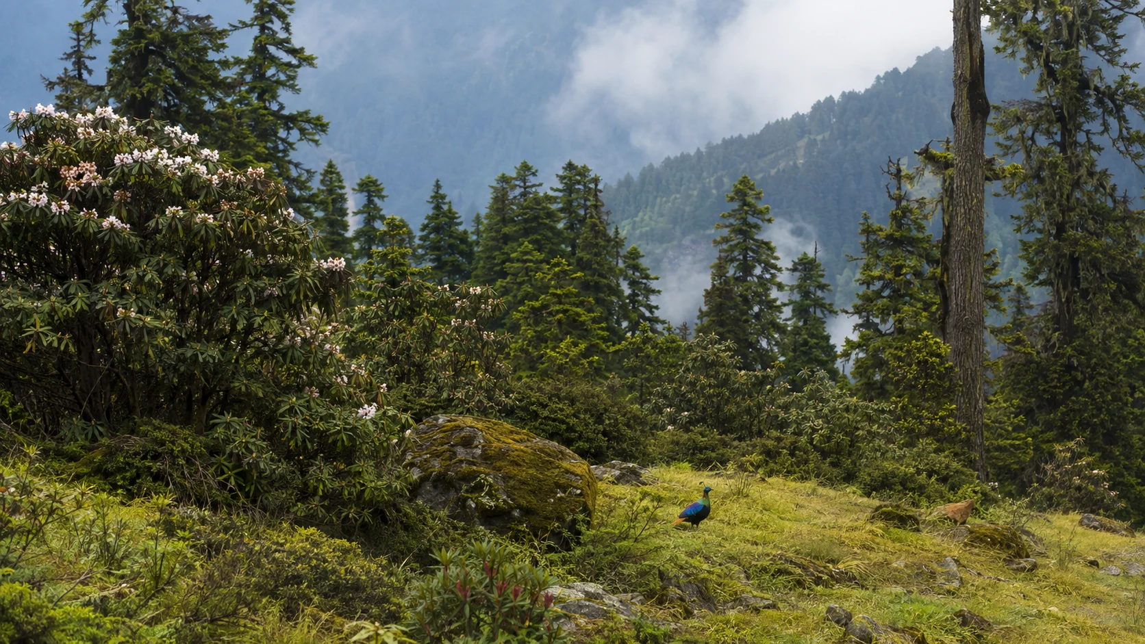 Himalayan forest edge with meadow grasses, conifers and misty ridges after rain